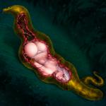 half_naked lingerie_girl snake swallowed trapped vore x-ray // 1024x1024 // 181.3KB