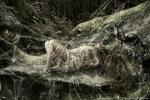 naked_girl spider trapped webbing // 1280x854 // 391.0KB