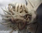 Cthulhu carving tentacle_rape // 1000x775 // 101.4KB