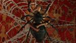 Spider_web big_breasts on_back spider tanned_skin willing // 1449x824 // 609.0KB